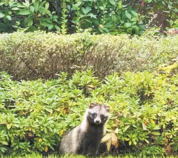 合肥小区里的“新邻居” 合肥小区里的“新邻居”